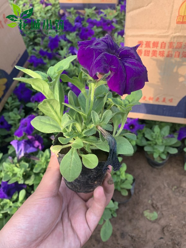 牽牛