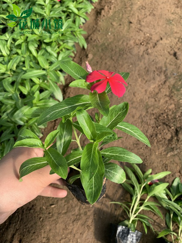 長春花（天天開）