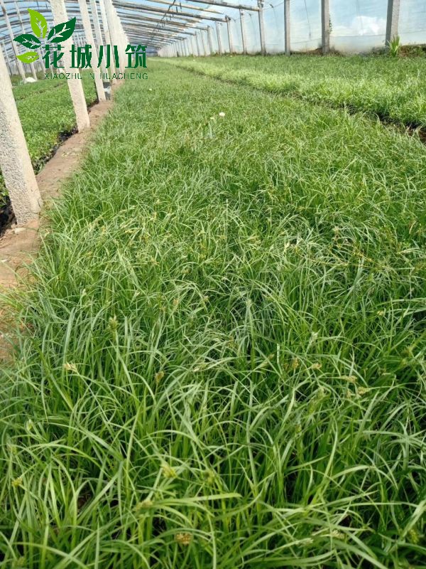 嶗峪苔草